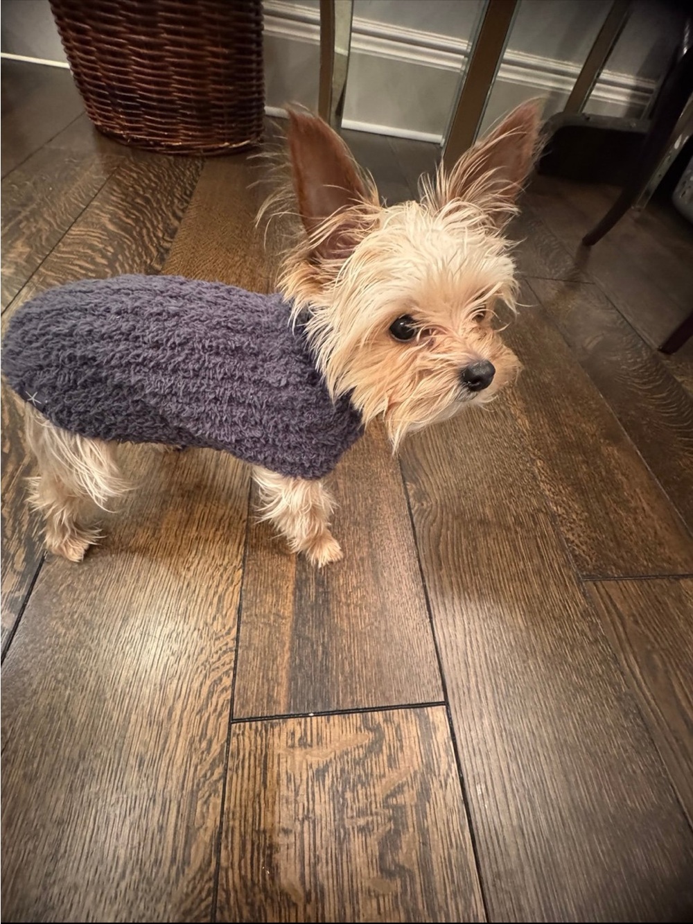 Cozy Navy Blue Dog Sweater for Small Dogs